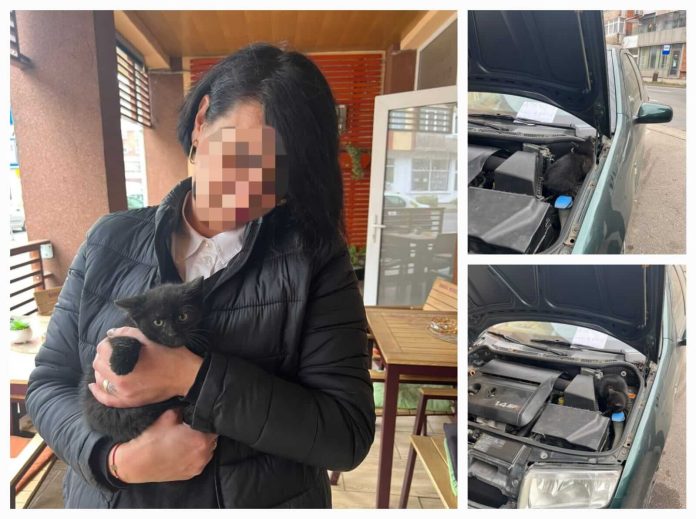 Pisică de două luni, salvată de polițiști. A fost rapid adoptată (1)