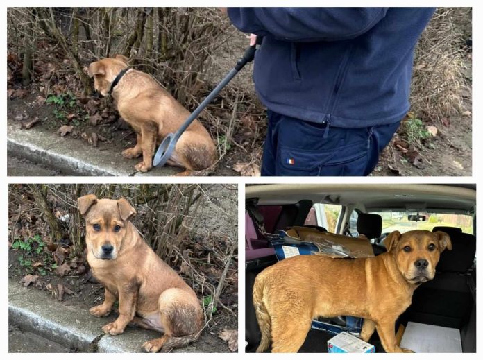 Un câine scos la plimbare, abandonat pe stradă, într-un oraș din Banat. Proprietarul a fugit (1)