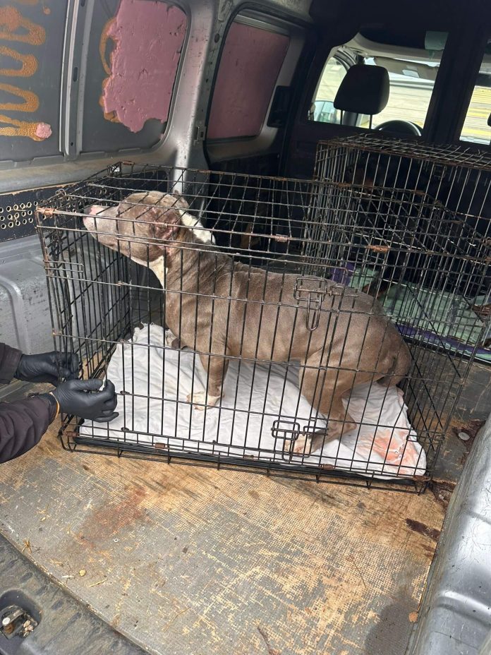 Câini salvați de polițiști și predați în grija unei asociații din Sânnicolau Mare