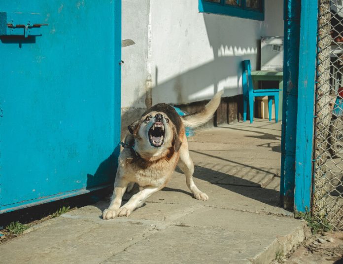 Femeie atacată de câine într-o localitate din Timiș. A ajuns la spital