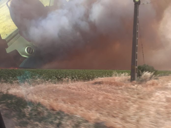 Incendiu la Cenad. Au ars 50 de hectare de grâu