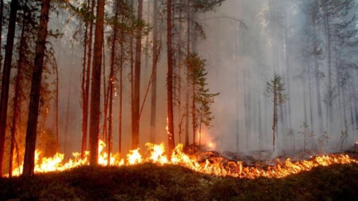 VIDEO. A patra zi de luptă cu incendiile din Banatul Montan