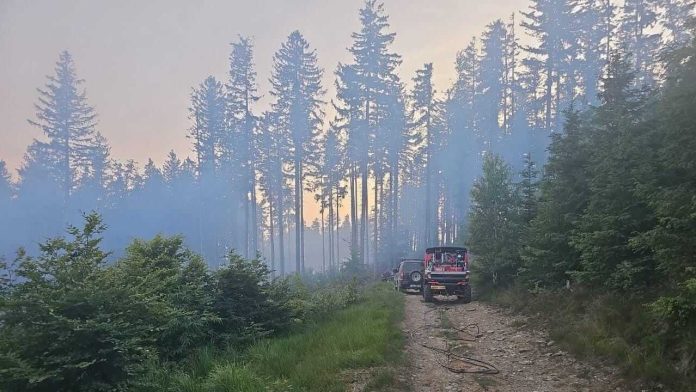 VIDEO. Incendiu de proporții în Timiș. Arde o pepinieră de puieți de brad