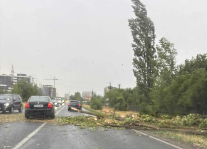 FOTO. Efectele furtunii, în Timiș copaci smulși de vânt, mașini avariate, trafic blocat