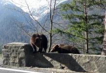Motociclist ucis de urs pe Transfăgărășan