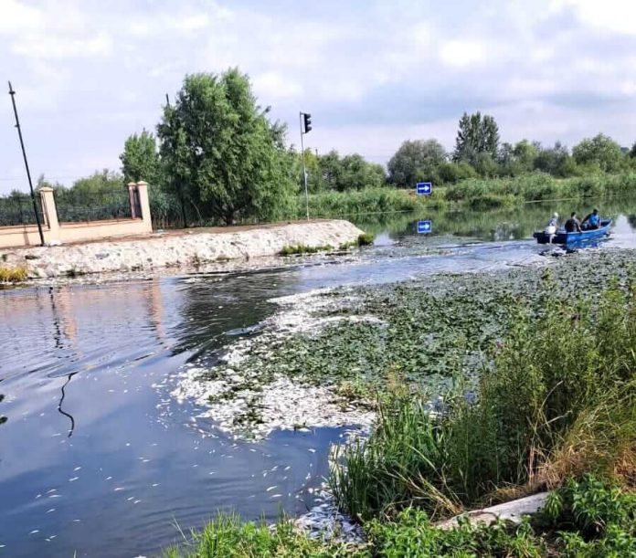 Sute de pești au murit în Bega. Pe ce dau vina autoritățile