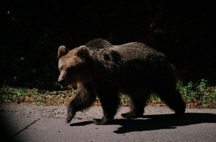 Urs într-o localitate din vest. Locuitorii au primit mesaje RO-Alert