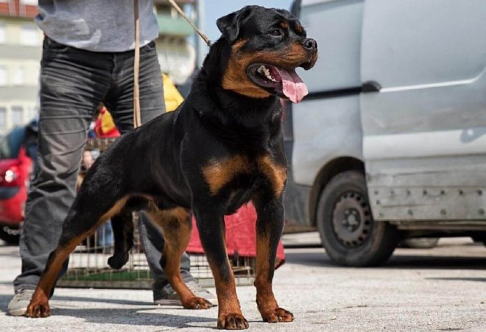 Copil de 8 ani, mușcat de Rottweiler