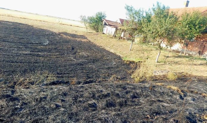Livadă cu zeci de pomi, distrusă de flăcări la Dudeștii Vechi