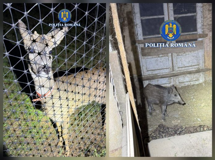 Animale captive în curtea unor braconieri din Timiș. Un bărbat a fost arestat