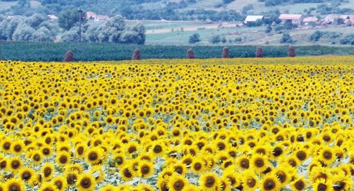 România în fruntea Uniunii Europene la agricultură suprafețe cultivate și producții 2025. Floarea soarelui