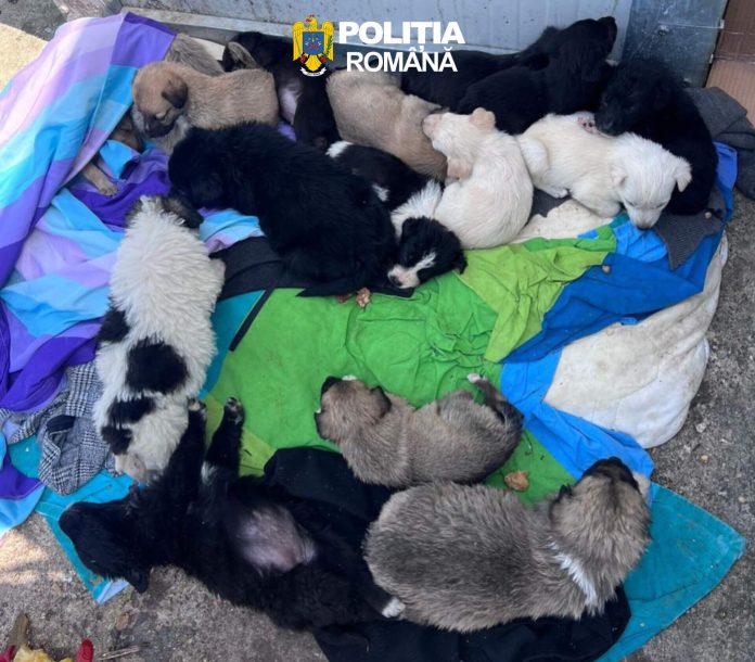 Fără scrupule. Bărbat, amendat după ce a aruncat la gunoi 16 pui de câine
