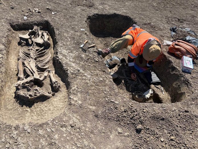 Descoperiri arheologice spectaculose pe șantierul centurii de vest a Timișoarei