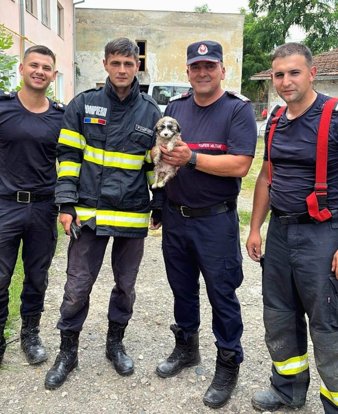 Intervenție contracronometru a pompierilor din Timiș. Cățel salvat după zeci de minute dintr-un canal greu accesibil