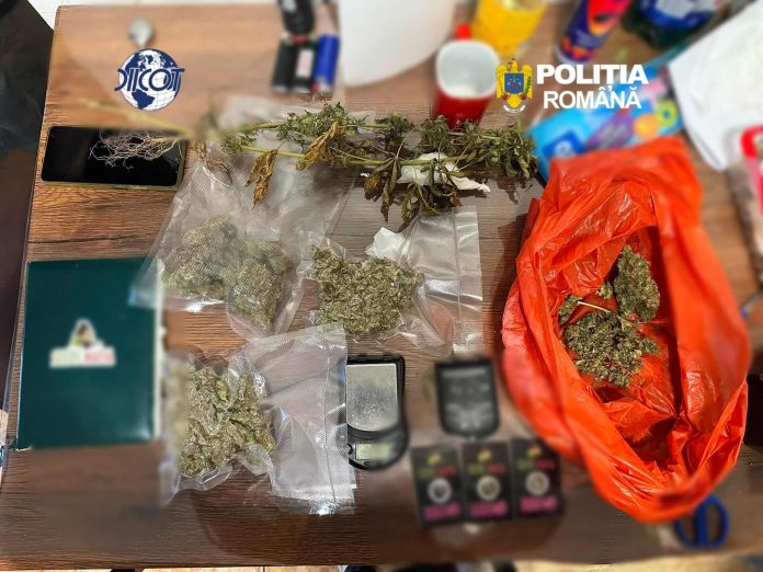 Percheziții antidrog în Sânnicolau Mare și alte locații din Timiș 44 de plante de canabis descoperite, cinci bărbați arestați