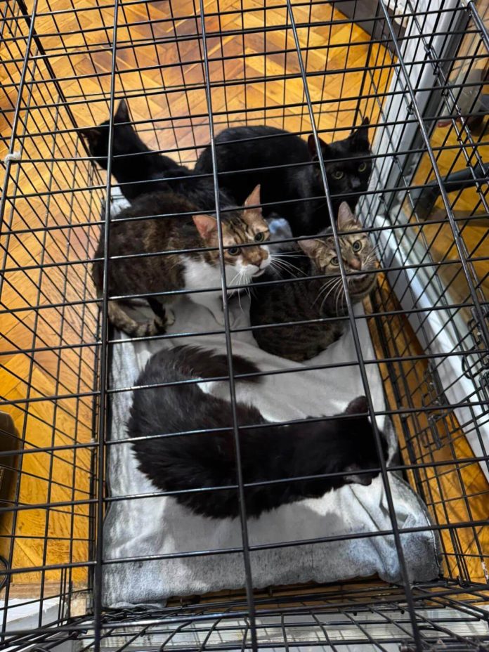 18 pisici înghesuite într-un apartament cu două camere din Timișoara, salvate de polițiști