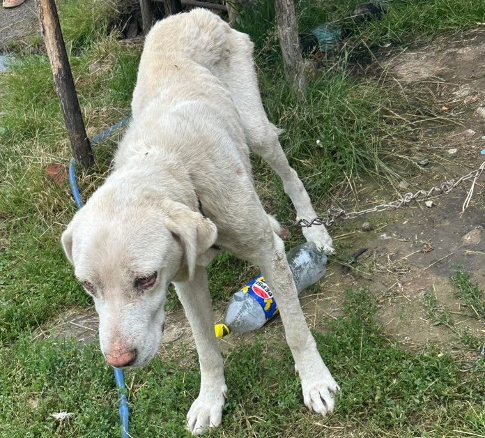 Câine găsit în stare gravă într-o gospodărie din Banat. Proprietarul a primit o amendă uriașă