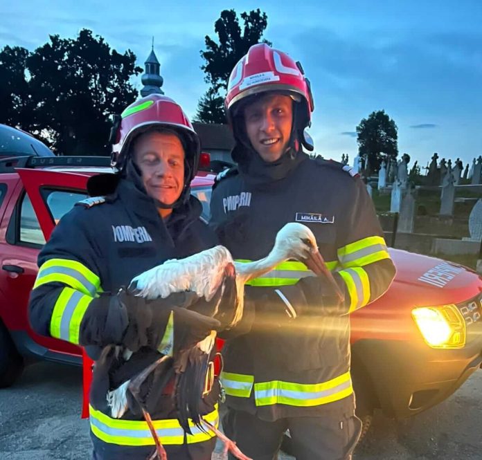Salvare contra cronometru pentru un pui de barză rănit. Pompierii l-au predat veterinarilor care îi vor reda șansa să zboare