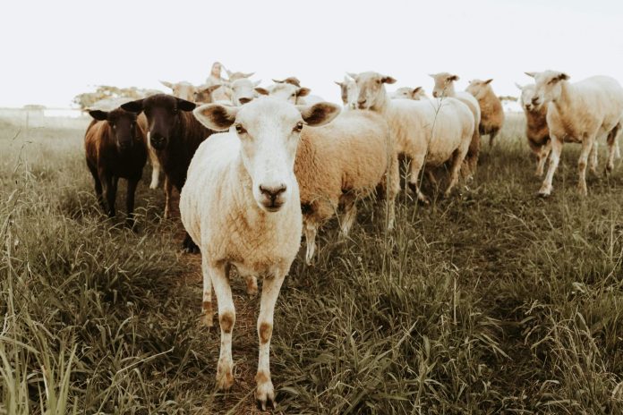 Focarul de pesta micilor rumegătoare de la Tomnatic a fost stins