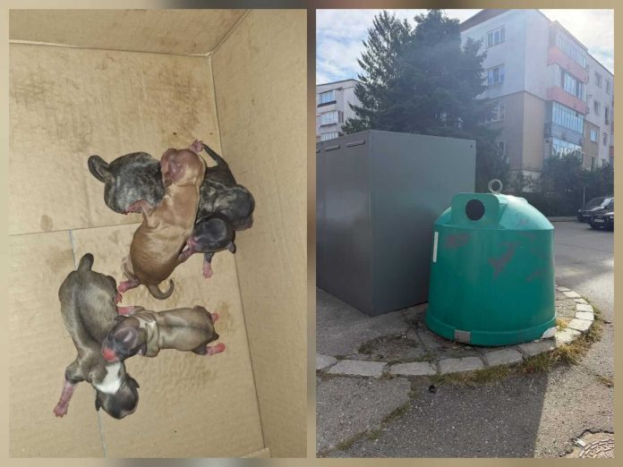Fără suflet a abandonat cinci pui de câine într-un container pentru sticle