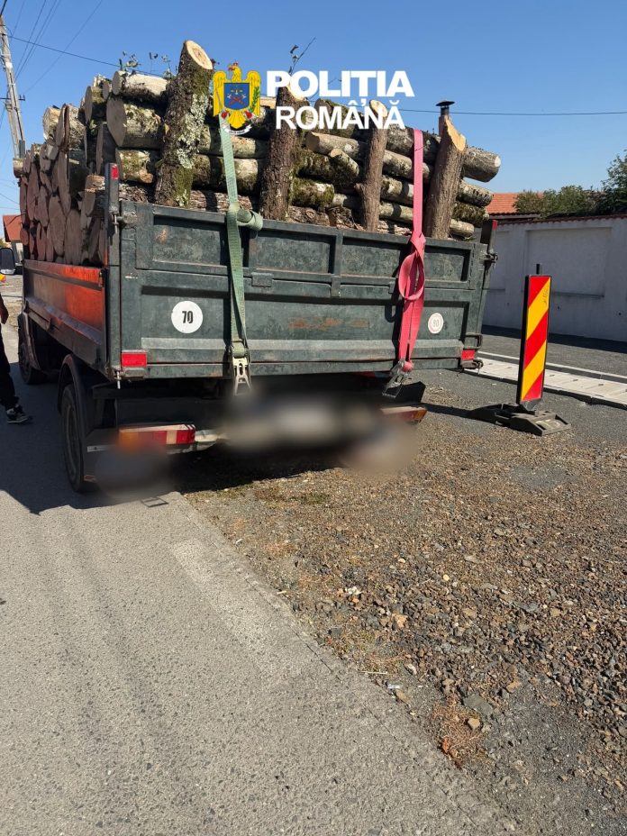 Furt de arbori în Timiș. Lemn confiscat și dosar penal pentru tăiere ilegală de arbori