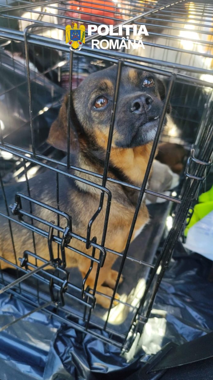 Lăsați fără apă și mâncare, 11 câini au fost salvați de polițiști dintr-o situație dramatică