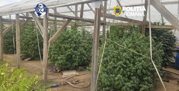 Percheziții în Periam și Moșnița Nouă a fost descoperită o plantație de canabis