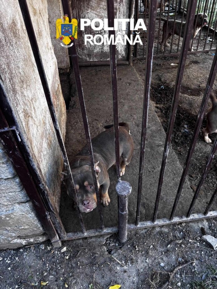 Peste 30 de câini periculoși, în curtea unui bărbat din Timiș. A fost amendat și s-a ales cu dosar penal
