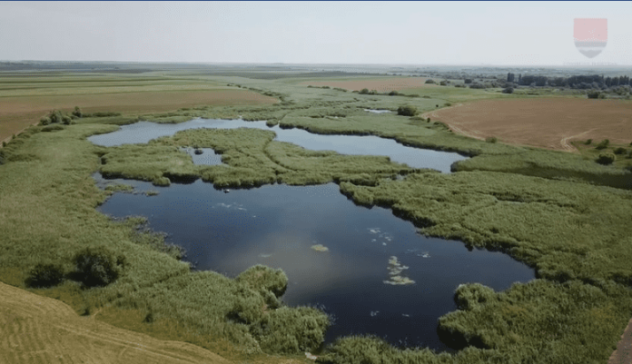 „Delta Banatului”, sălbăticia ascunsă la câțiva kilometri de Timișoara - Mlaștinile Satchinez